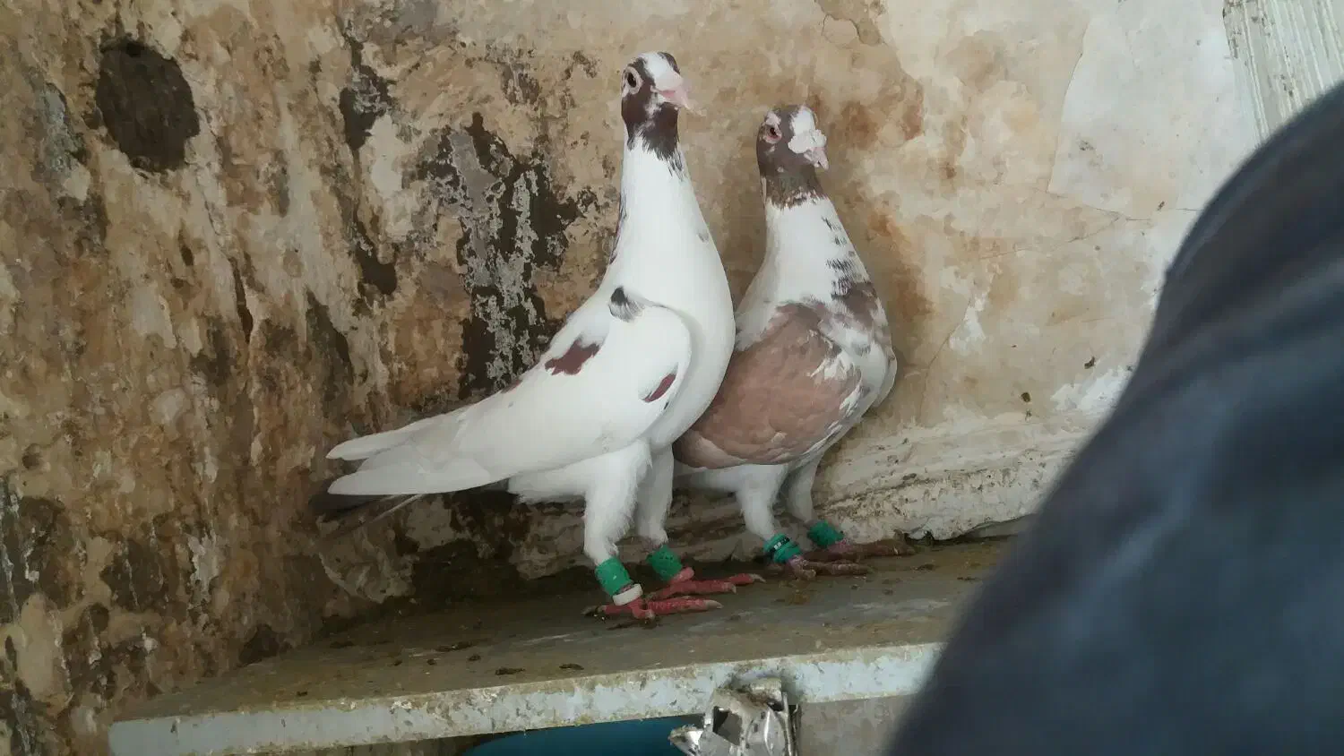 کفتر پرشی المانی پلنگ سرخ سیاه سبز کاکلی‌ یهودی|پرنده|مشهد, نظام دوست|دیوار