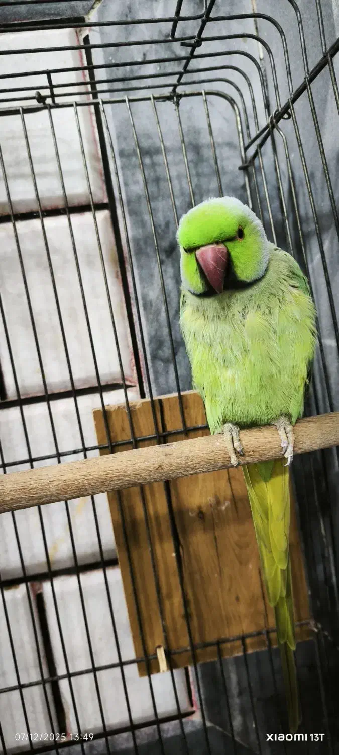 طوطی|پرنده|علیآباد کتول, |دیوار