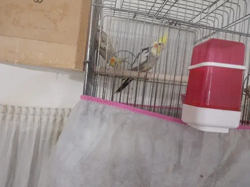 عروس هلندی با قفس کاسکو و جوجه|پرنده|کاشان, درب اصفهان|دیوار