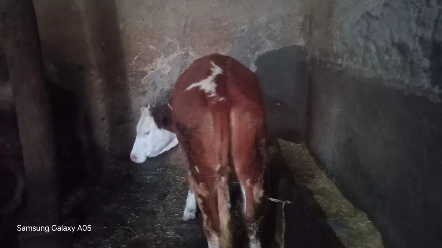 گوساله|حیوانات مزرعه|مهربان, |دیوار