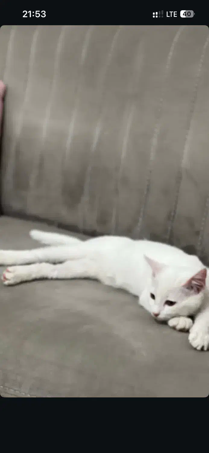 واگذاری گربه زیبا|گربه|کرمانشاه, |دیوار