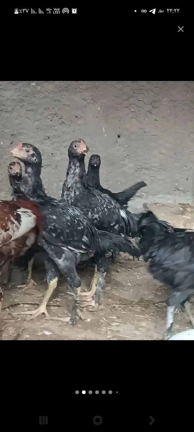 جوجه و مرغ لاری|حیوانات مزرعه|نوشهر, |دیوار