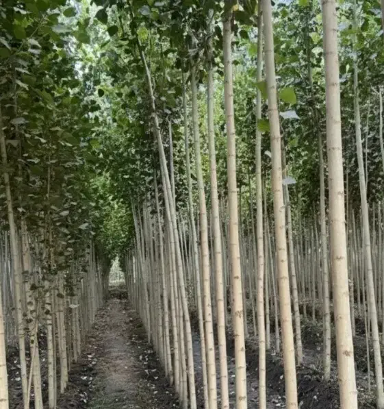 نهالستان گردو صنوبر و بادام و کبوده در نهااستان|خدمات باغبانی و درختکاری|میانه, |دیوار