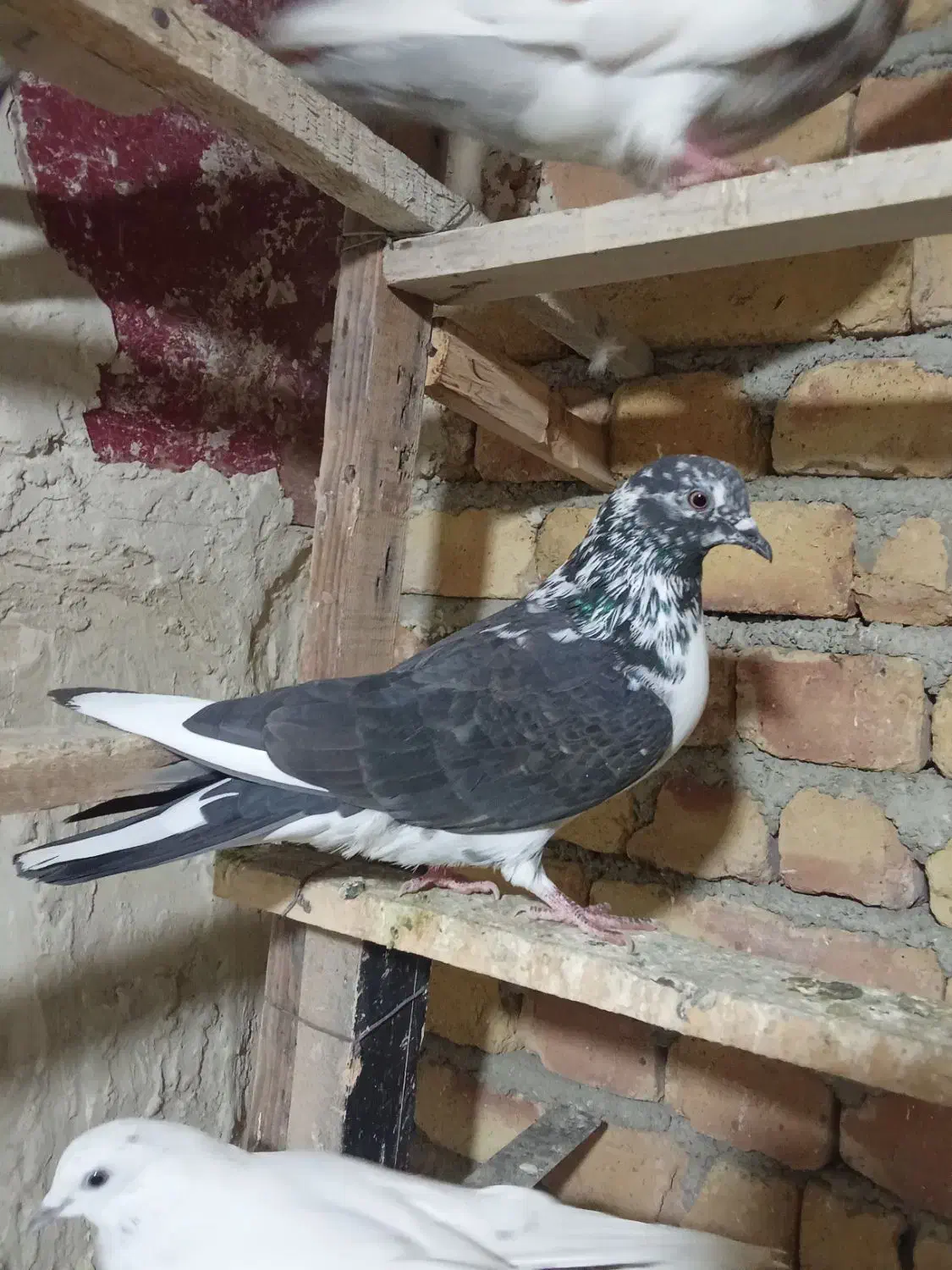 کبوتر گرفتنی|پرنده|ارومیه, |دیوار