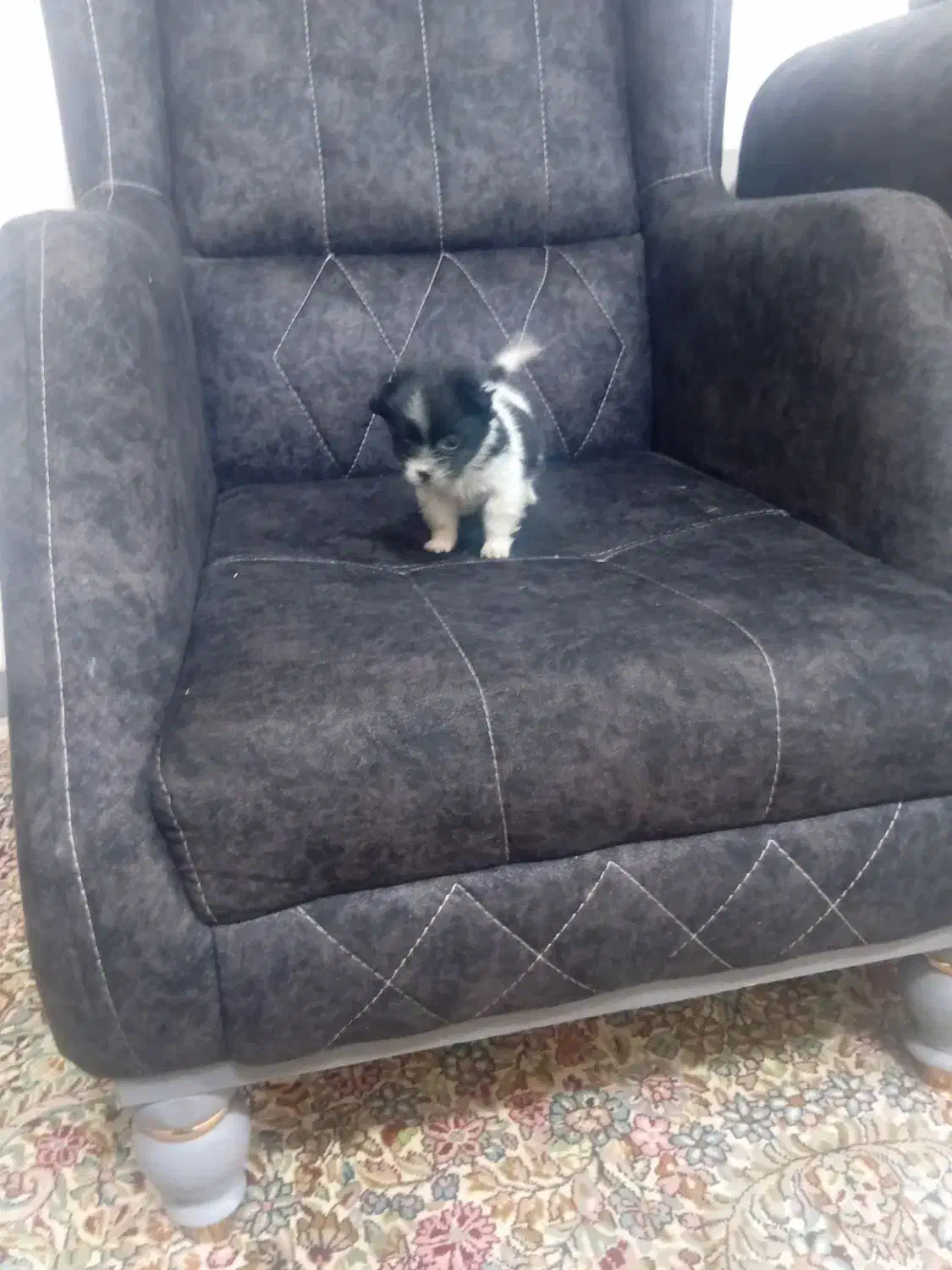 واگذار واگذار سایز 0|سگ|بم, |دیوار