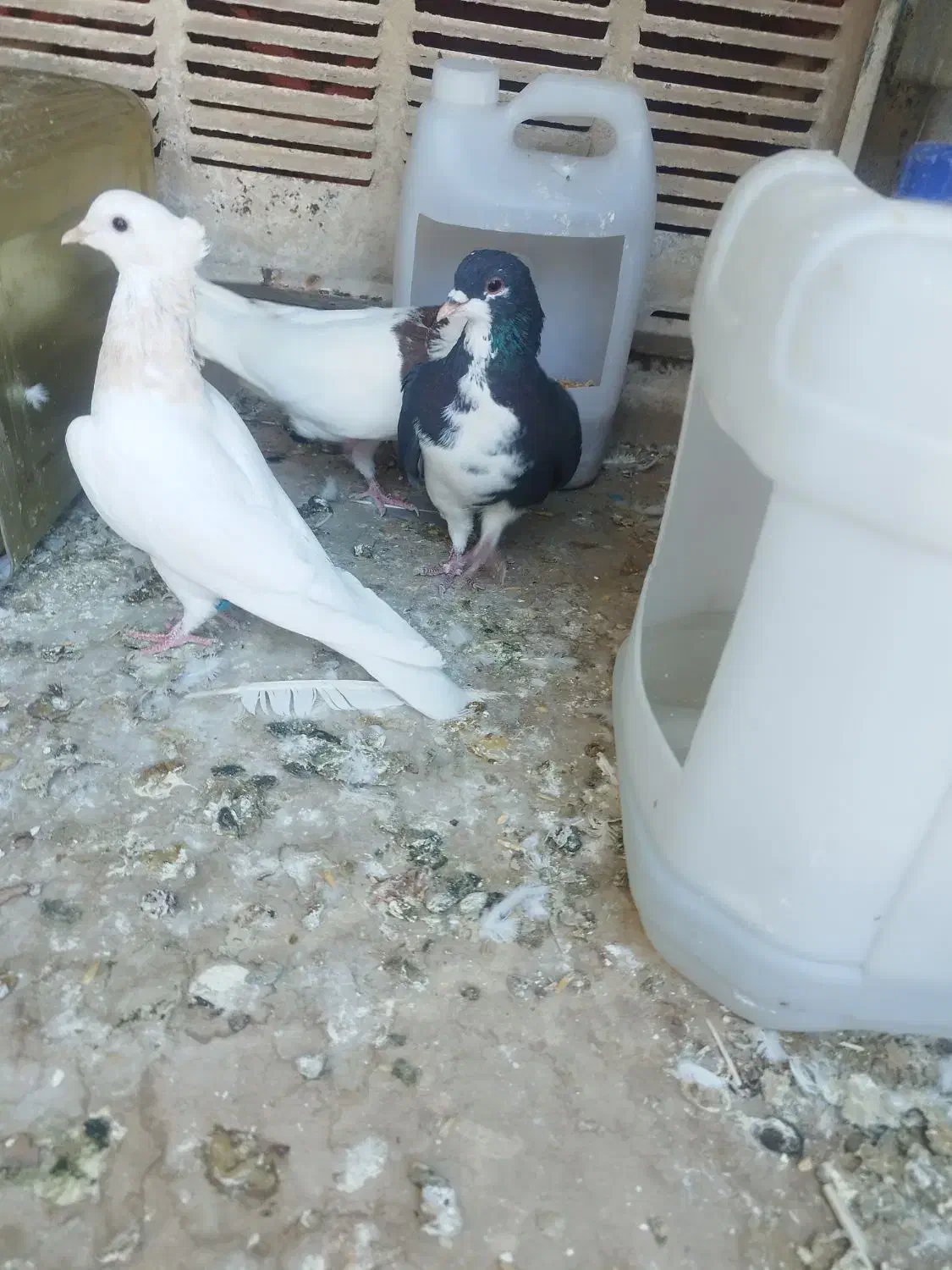 کبوتر شهری گم شده و دور بر خیابون ابلفظل|پرنده|فسا, |دیوار