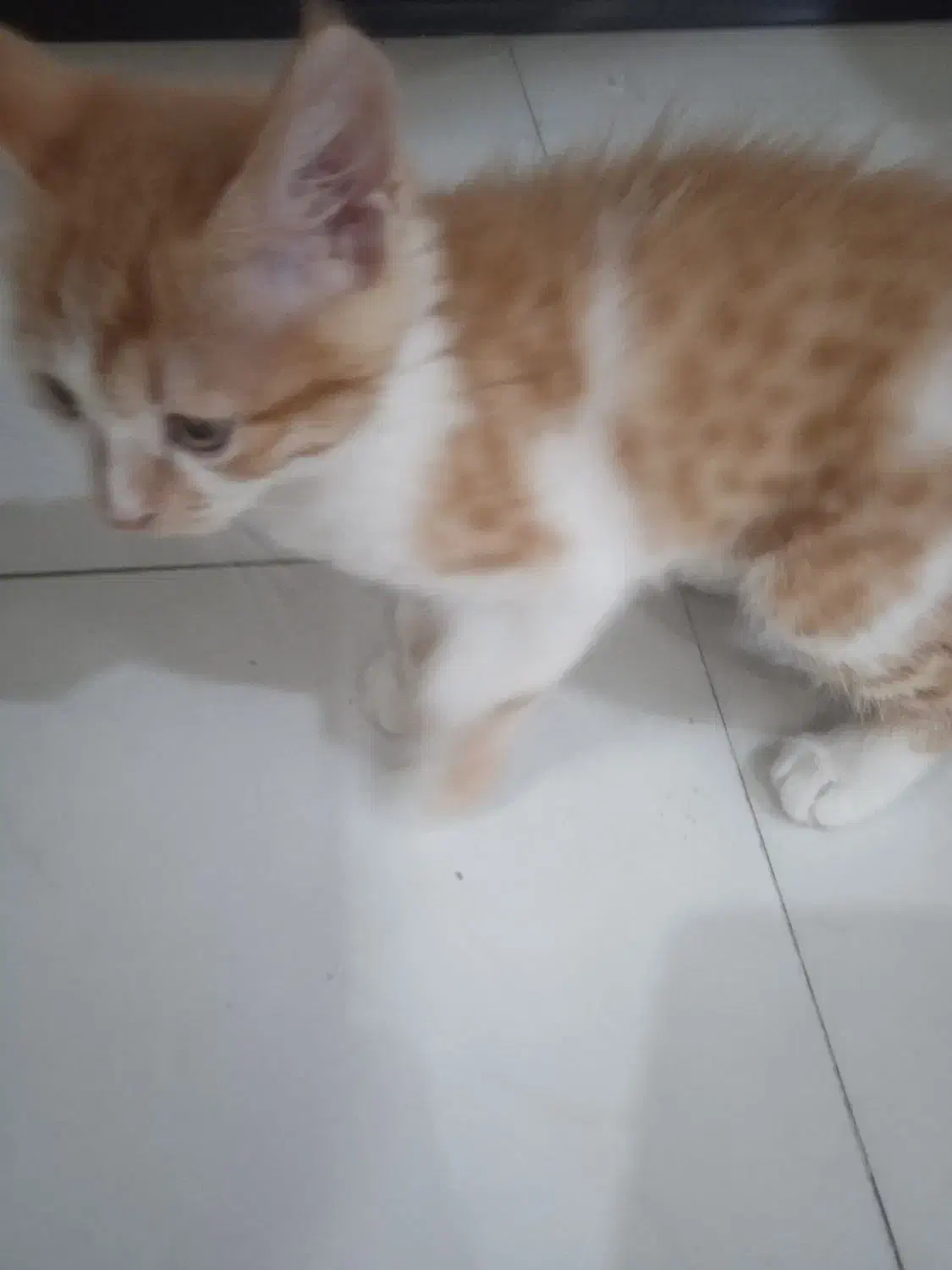 واگذاری بچه گربه|گربه|کرمان, |دیوار