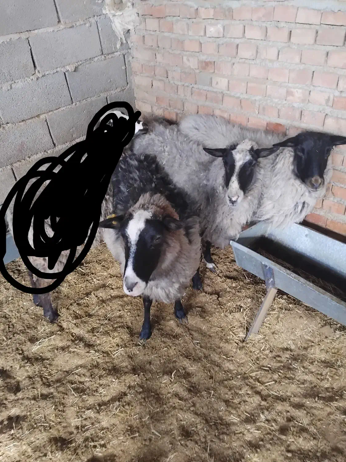 رومانوف|حیوانات مزرعه|پیشوا, |دیوار