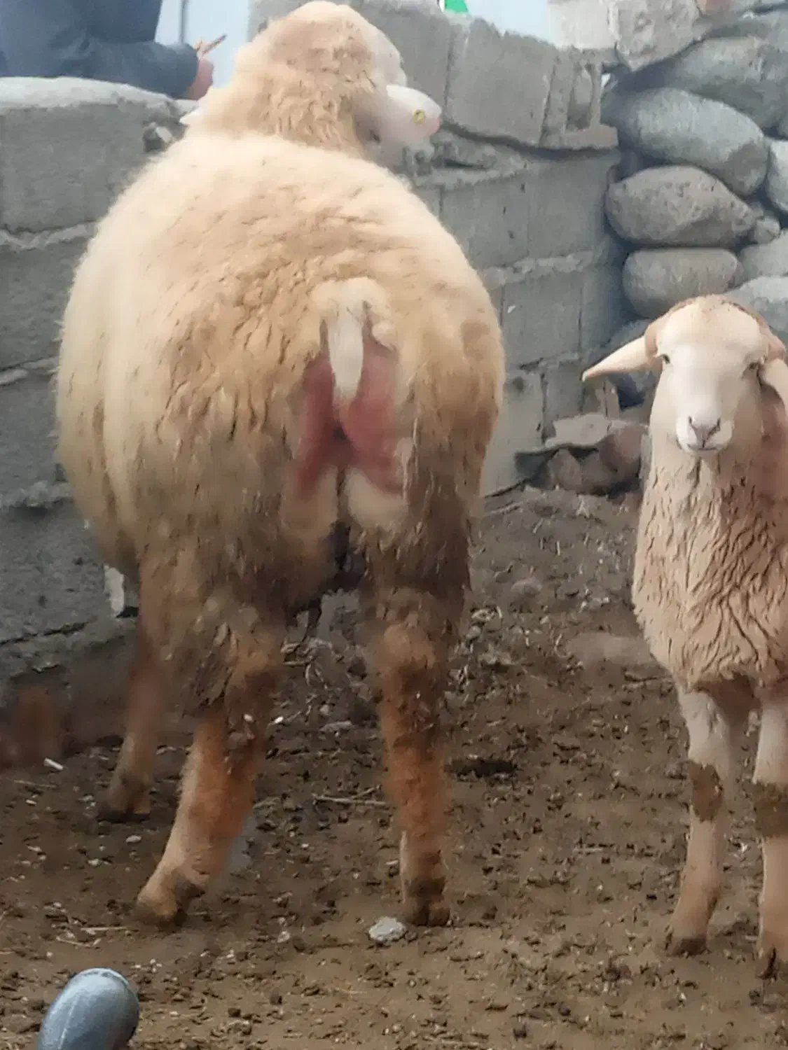 قوچ|حیوانات مزرعه|مشگین شهر, |دیوار