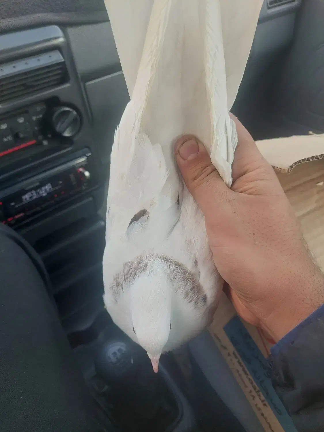 کفتر|پرنده|تهران, شهرک چیتگر|دیوار