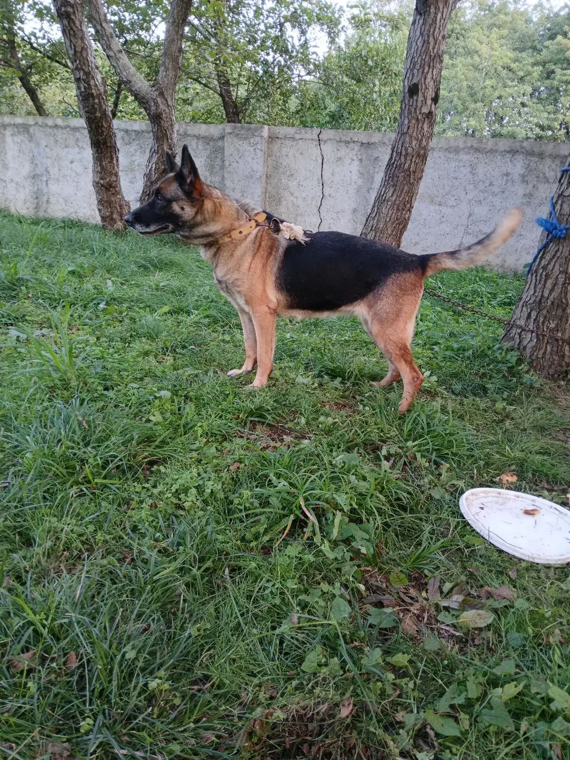 ژرمن اصیل ۱سال و ۴ماهه نژاد اصیل|سگ|عباسآباد, |دیوار