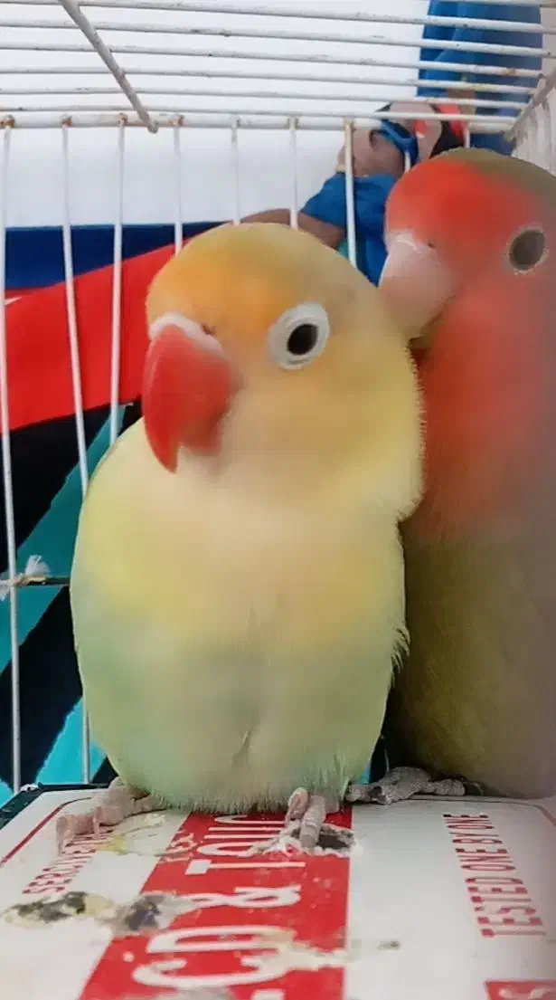 کوتوله|پرنده|زیرکوه, |دیوار