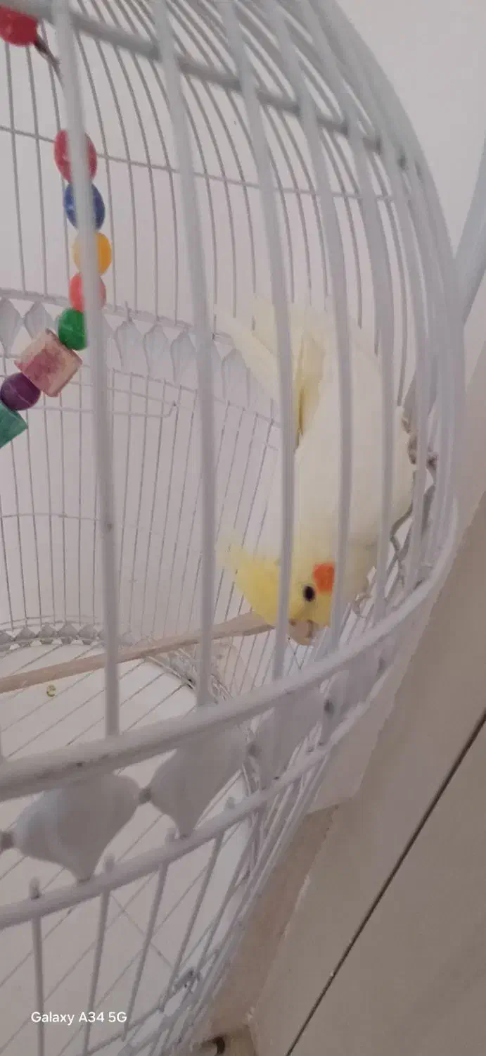 عروس هلندی|پرنده|سبزوار, باهنر|دیوار