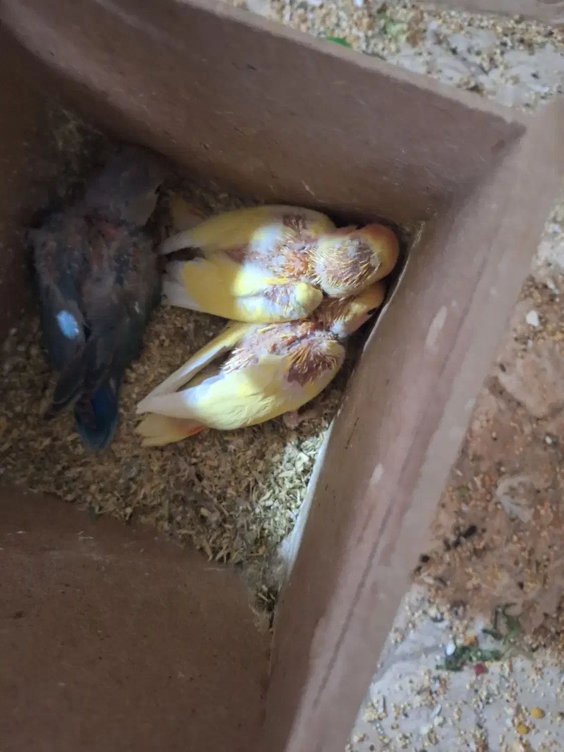 طوطی برزیلی|پرنده|گتوند, |دیوار