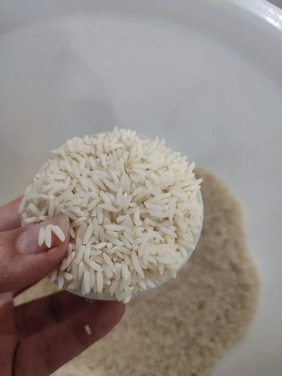 برنج اصل هاشمی بوجاری شده|خوردنی و آشامیدنی|نکا, |دیوار