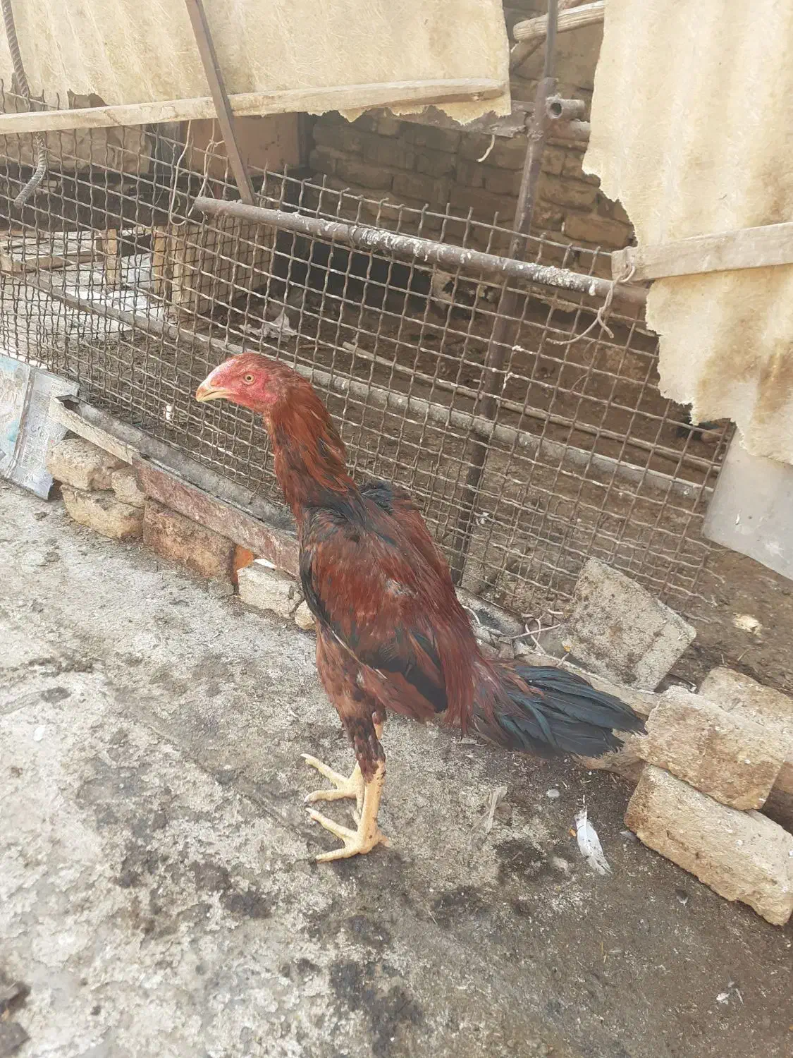 جوجه لاری اصیل نژاد افقان وترک|حیوانات مزرعه|پاکدشت, خاتون آباد|دیوار