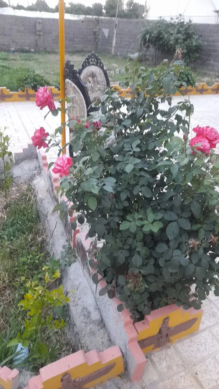 باغبانی هرس درختان علف زنی با دستگاه|خدمات باغبانی و درختکاری|پیشوا, |دیوار