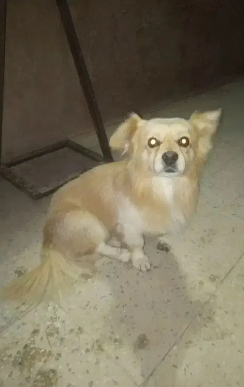 سگ گمشده|حیوانات|یاسوج, |دیوار