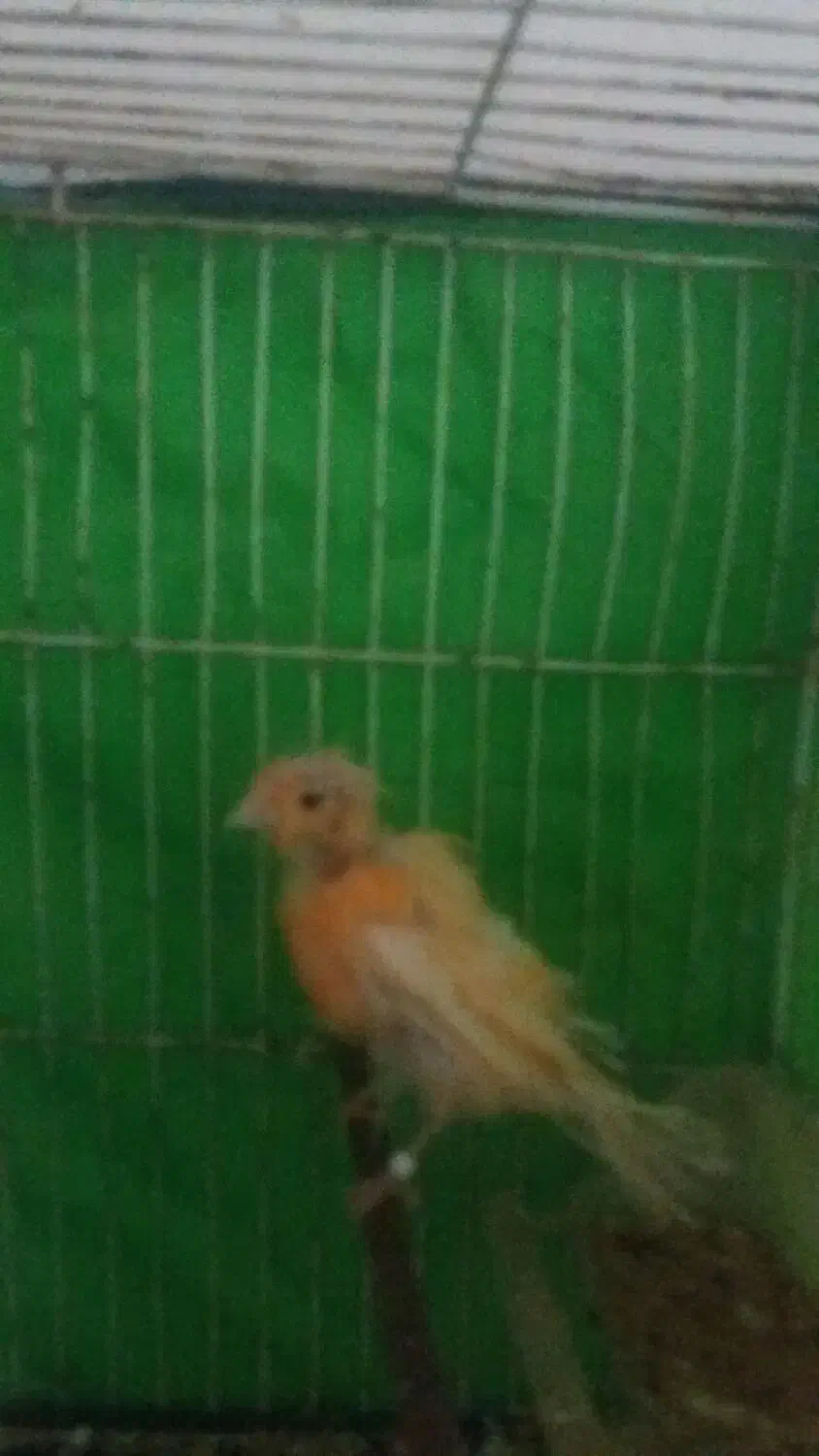 پرندهپ|پرنده|تربت جام, جامرود|دیوار