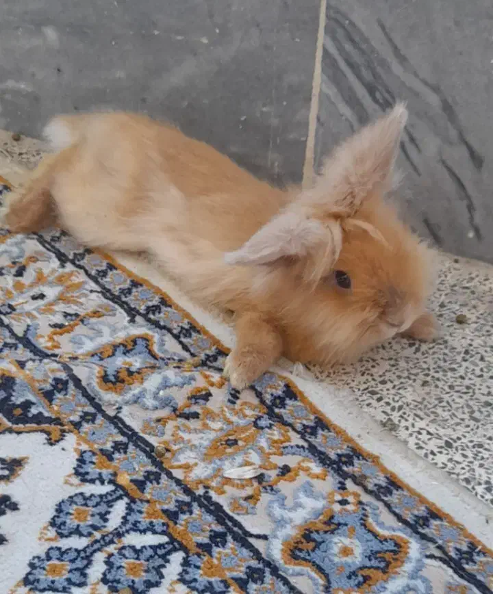 خرگوش‌های لوپ اصل هلندی|موش و خرگوش|اهواز, کوروش|دیوار
