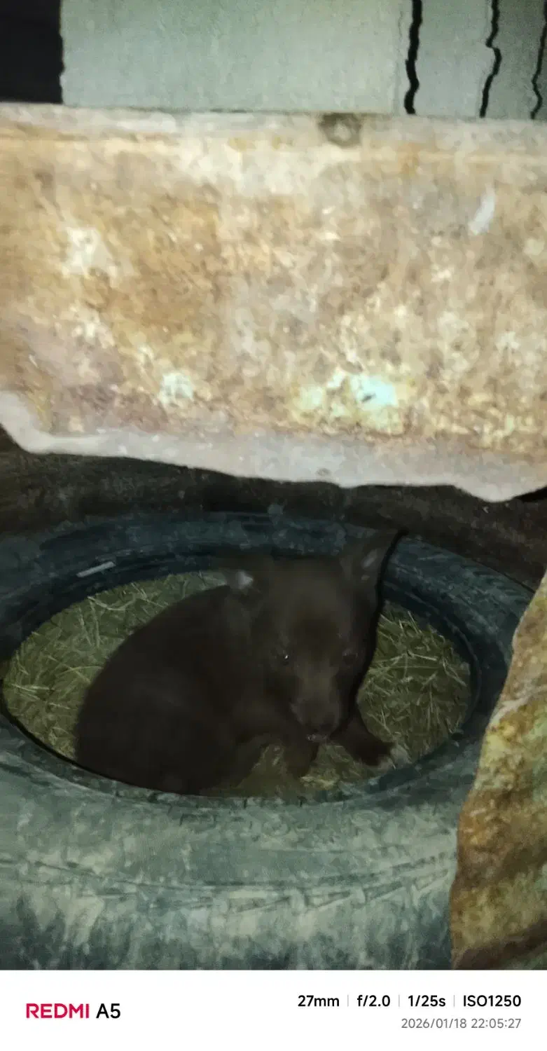 صگ پاکوتاه بچه|سگ|گنبد کاووس, |دیوار