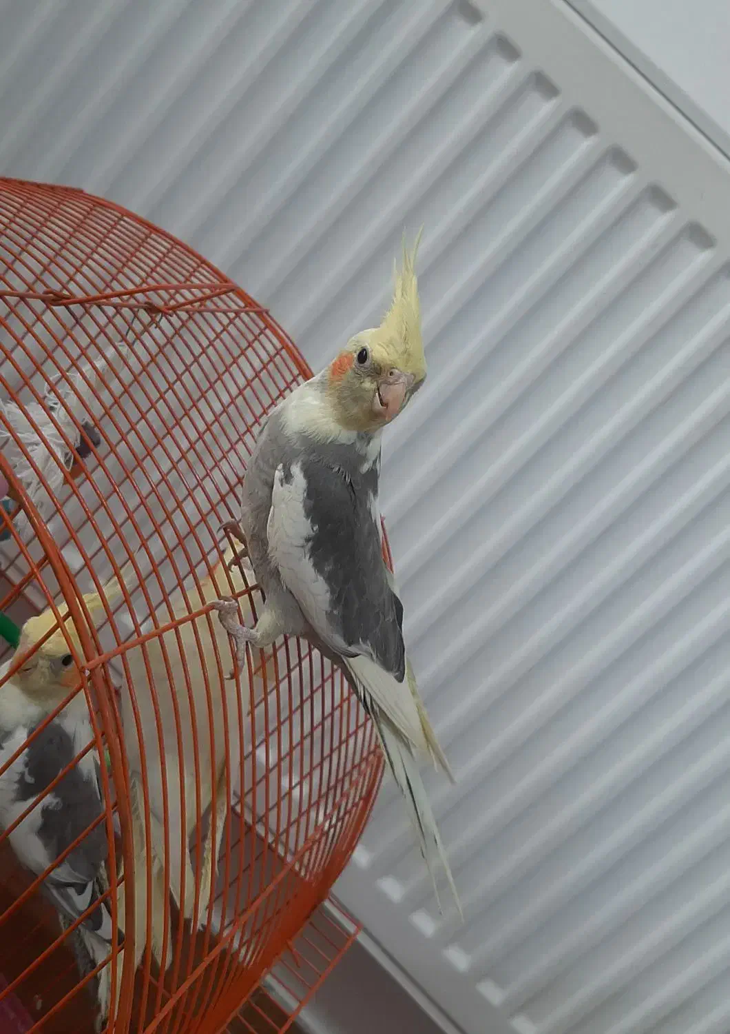 عروس هلندی|پرنده|نقده, |دیوار