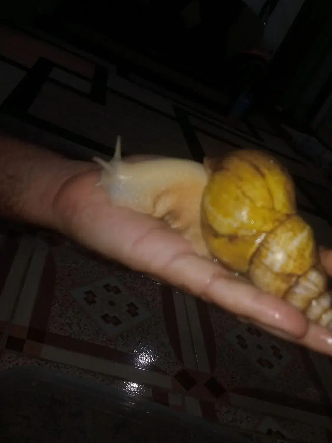 قیمت توافقی|خزنده|شیراز, کفترک|دیوار