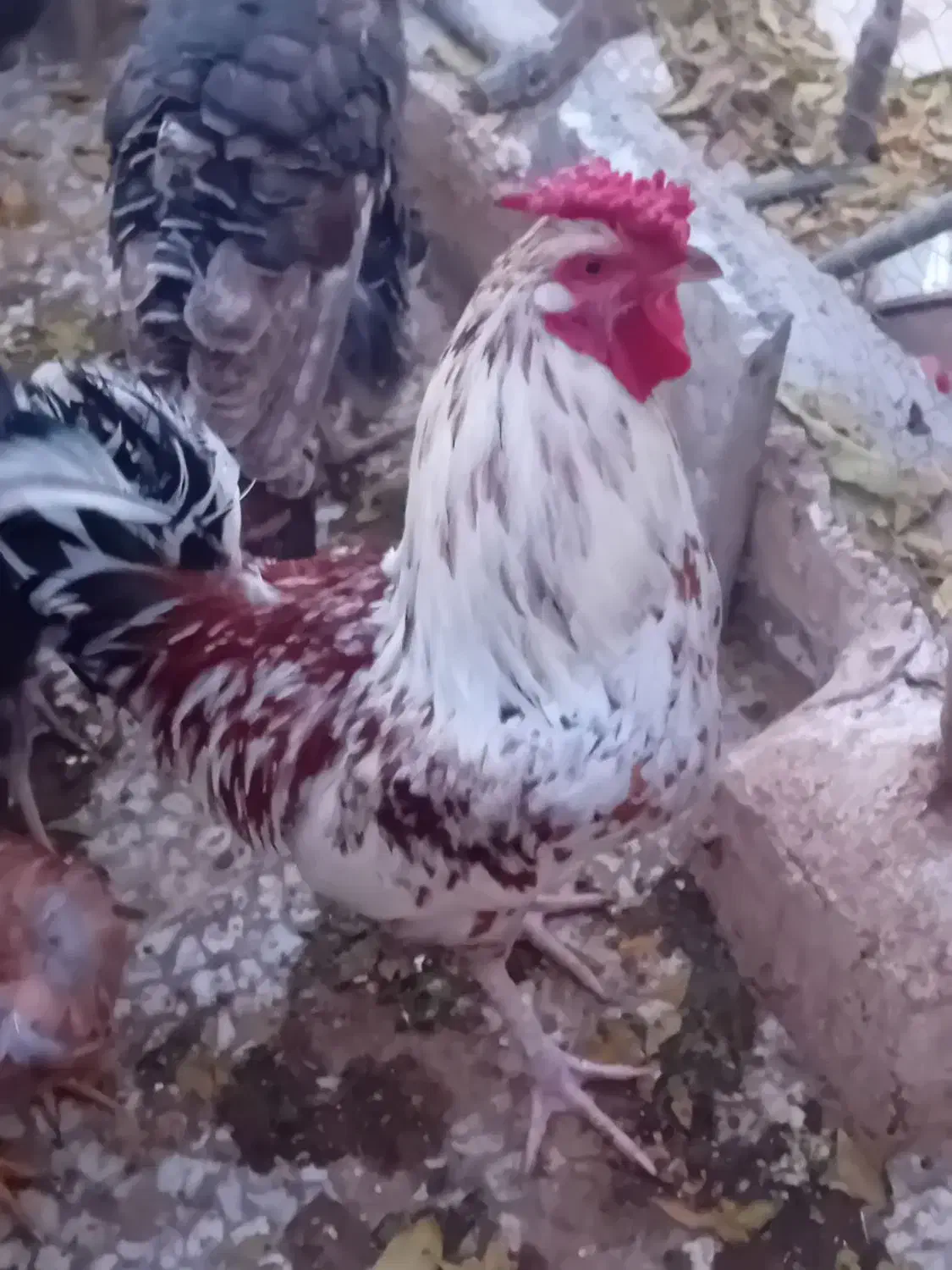 خروس گلین نژاد دار اصل|حیوانات مزرعه|کهک, |دیوار