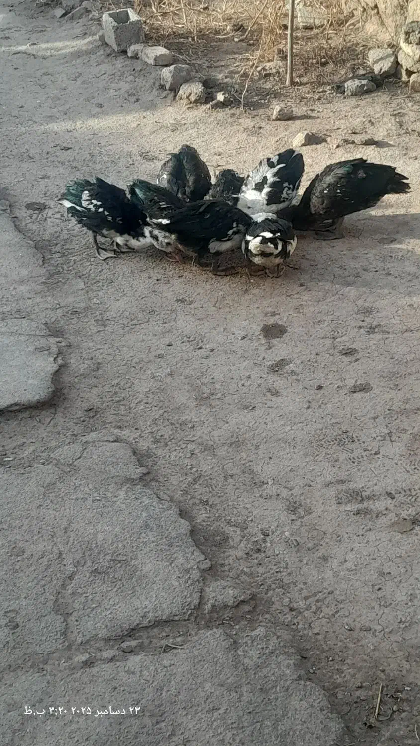 جوجه اردک اسرائیلی|حیوانات مزرعه|خضر آباد, |دیوار