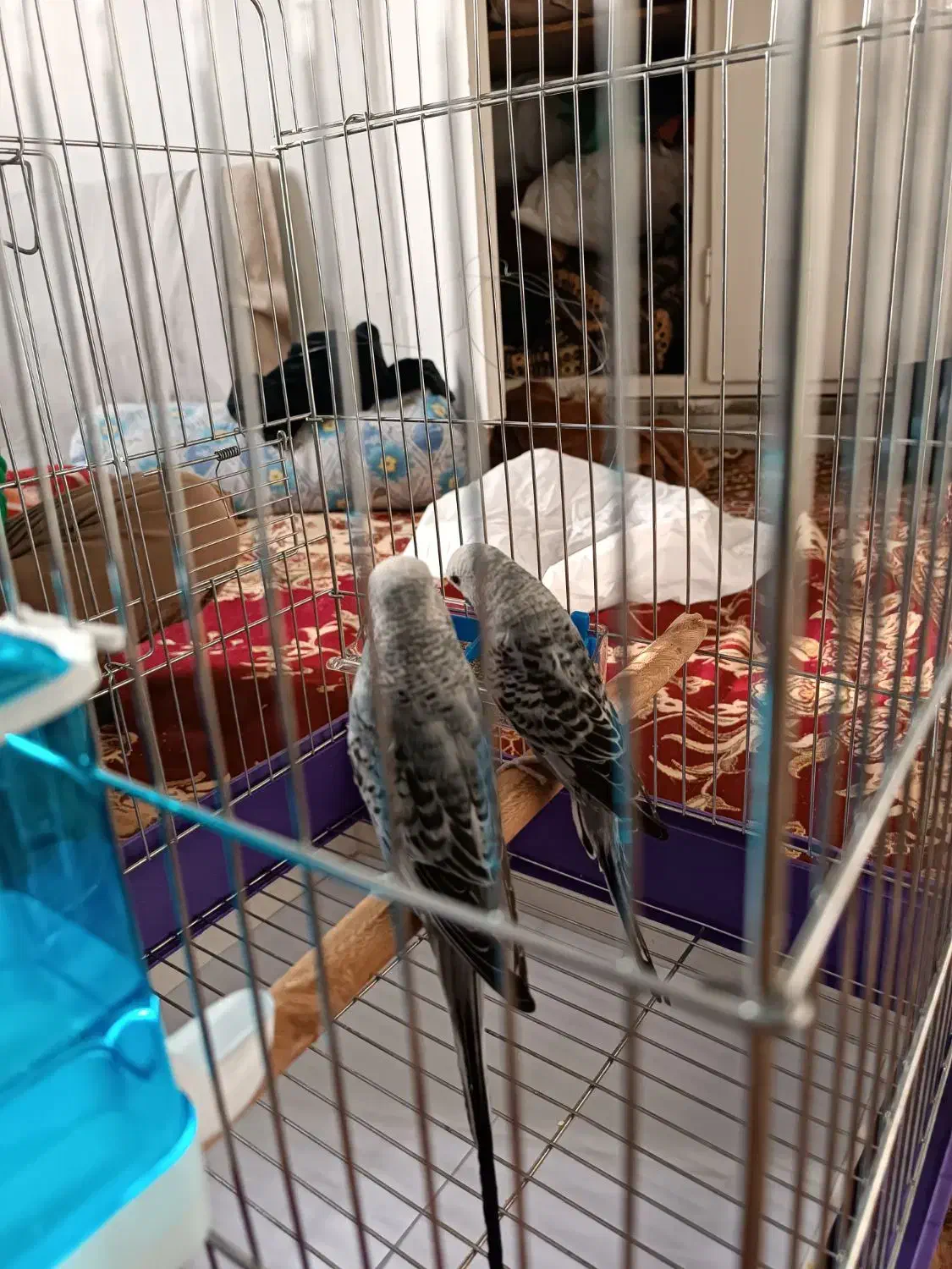 مرغ عشق|پرنده|بومهن, |دیوار