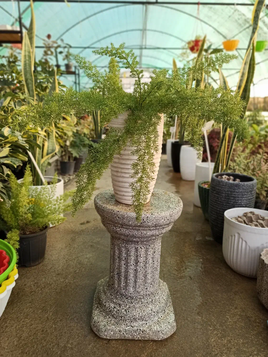 گیاه دم روباهی با گلدان|گل و گیاه طبیعی|خرم‌آباد, |دیوار