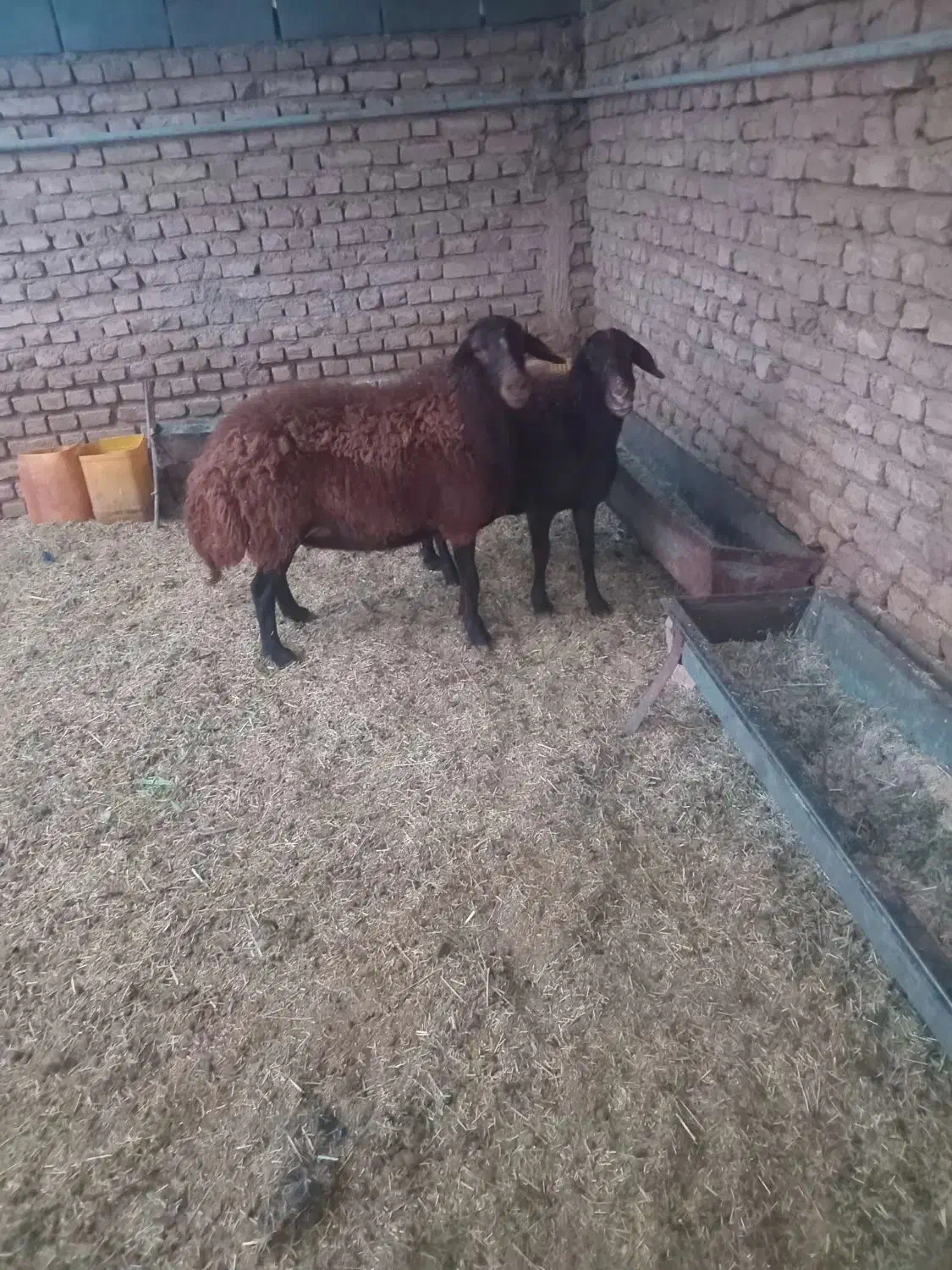 فروش میش قزل افشار|حیوانات مزرعه|جوادآباد, |دیوار