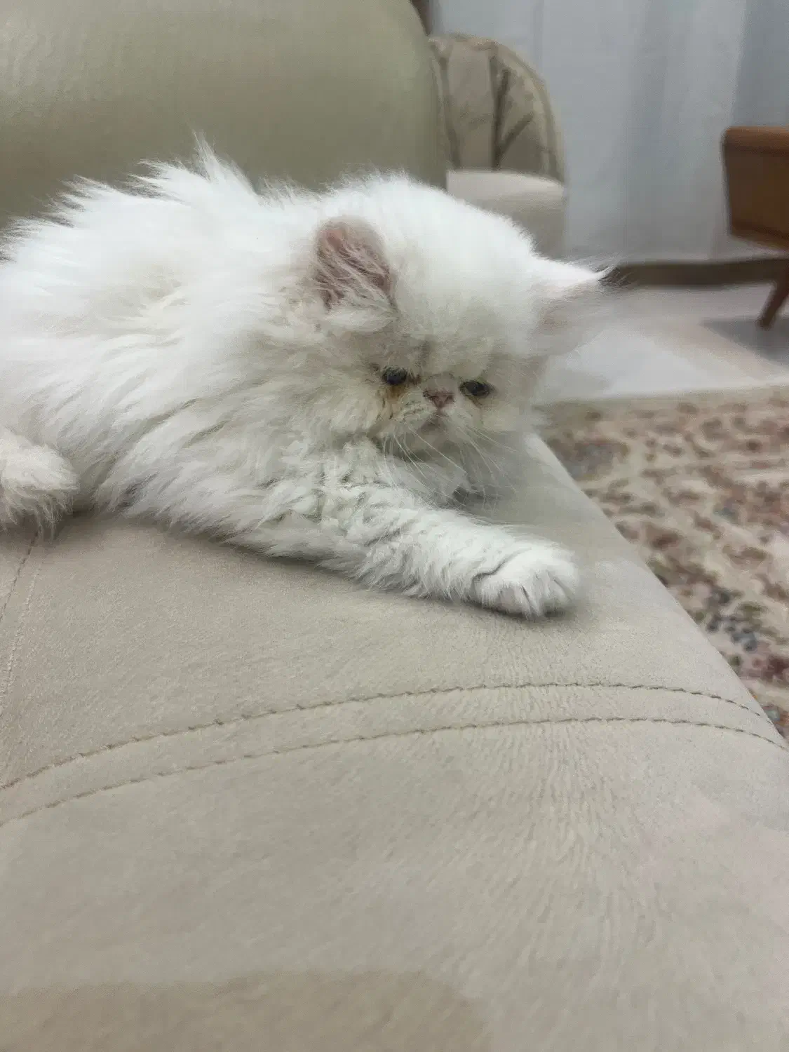 گربه پرشین|گربه|مهاباد (آذربایجان غربی), |دیوار