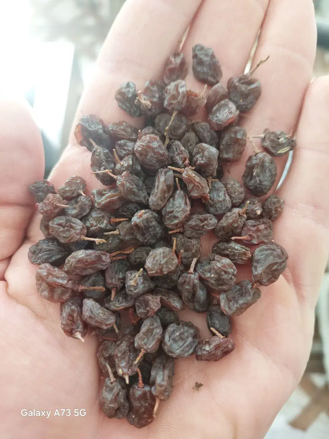 کشمش سوپر درجه یک|خوردنی و آشامیدنی|میاندوآب, |دیوار