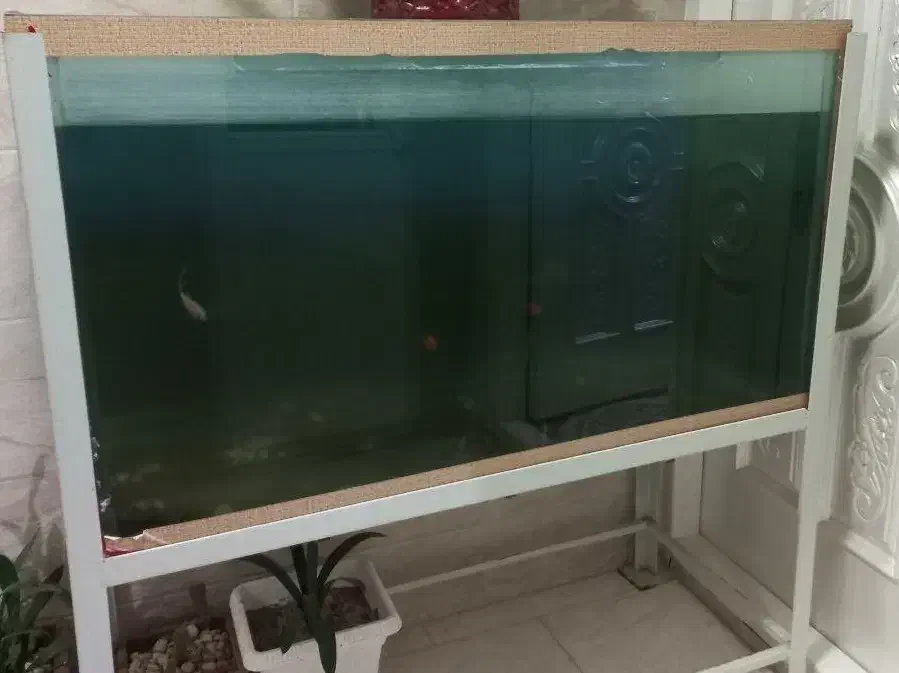 آکواریوم بزرگ|ماهی|تبریز, |دیوار