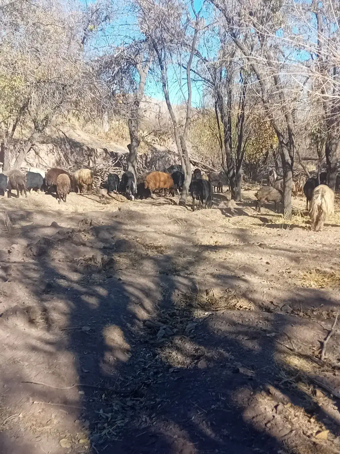 فروش میش و بز|حیوانات مزرعه|تفت, |دیوار