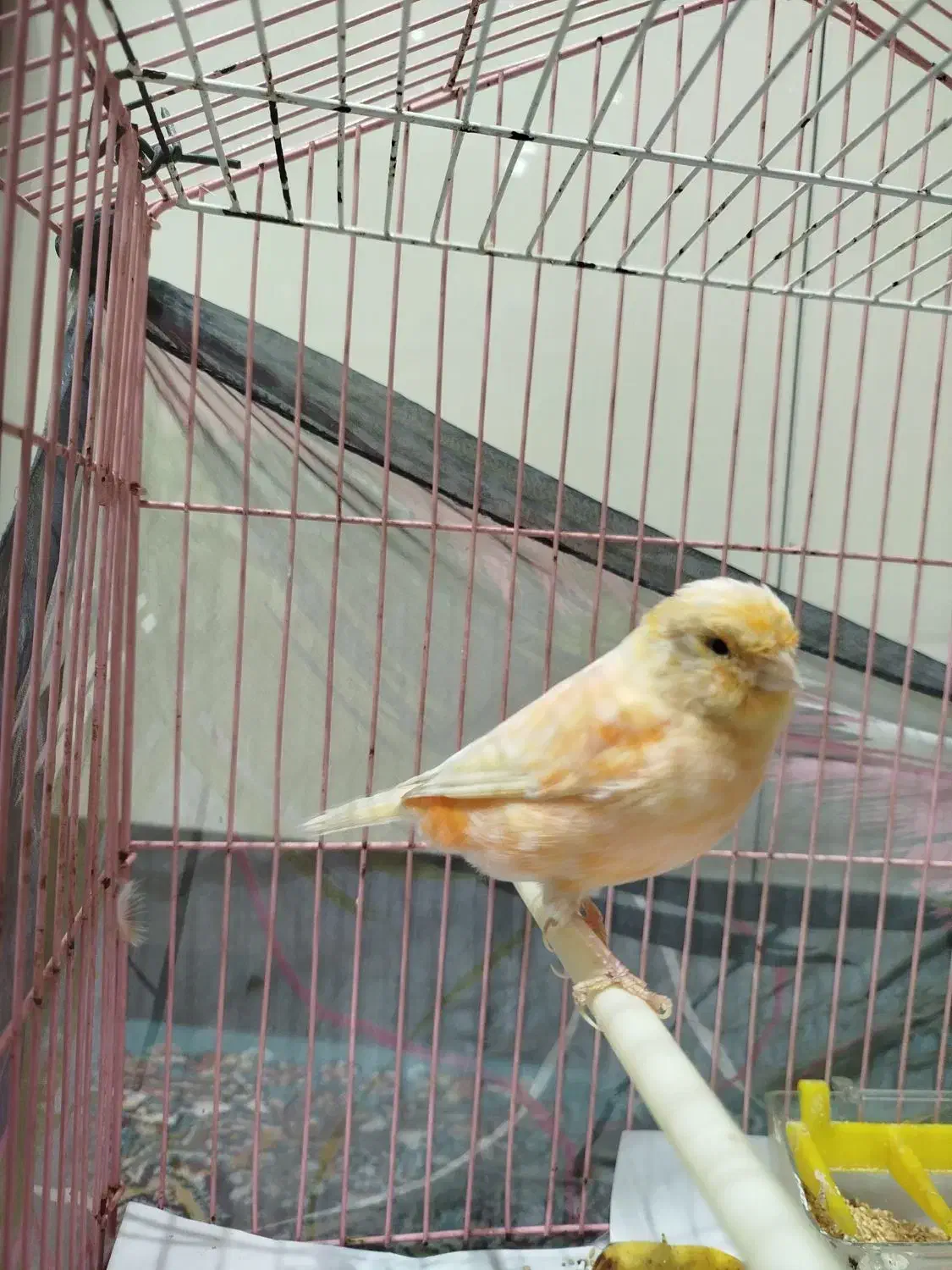 قناری پرتقالی|پرنده|مشهد, هفده شهریور|دیوار