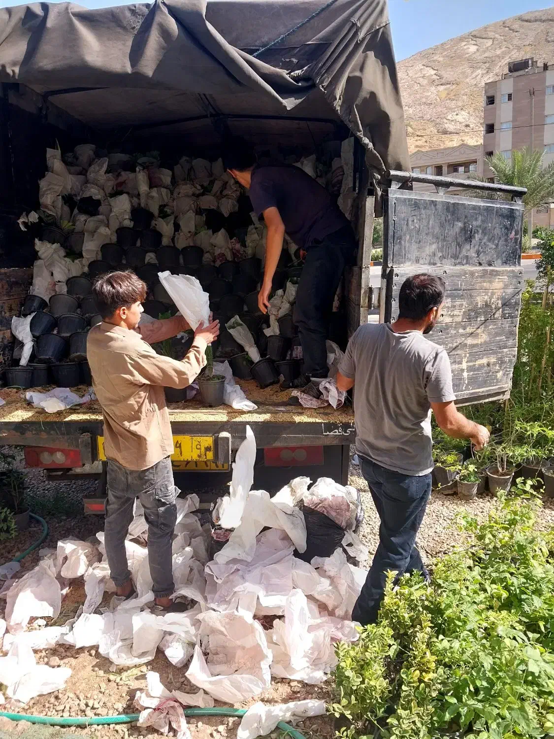 بارجدید|گل و گیاه طبیعی|شیراز, ریاستی|دیوار