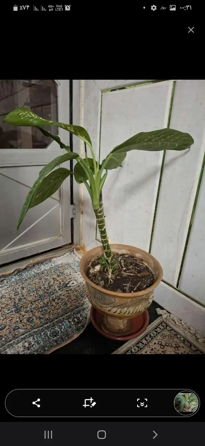 فروش چند عدد گیاه خانگی|گل و گیاه طبیعی|لنجان, |دیوار