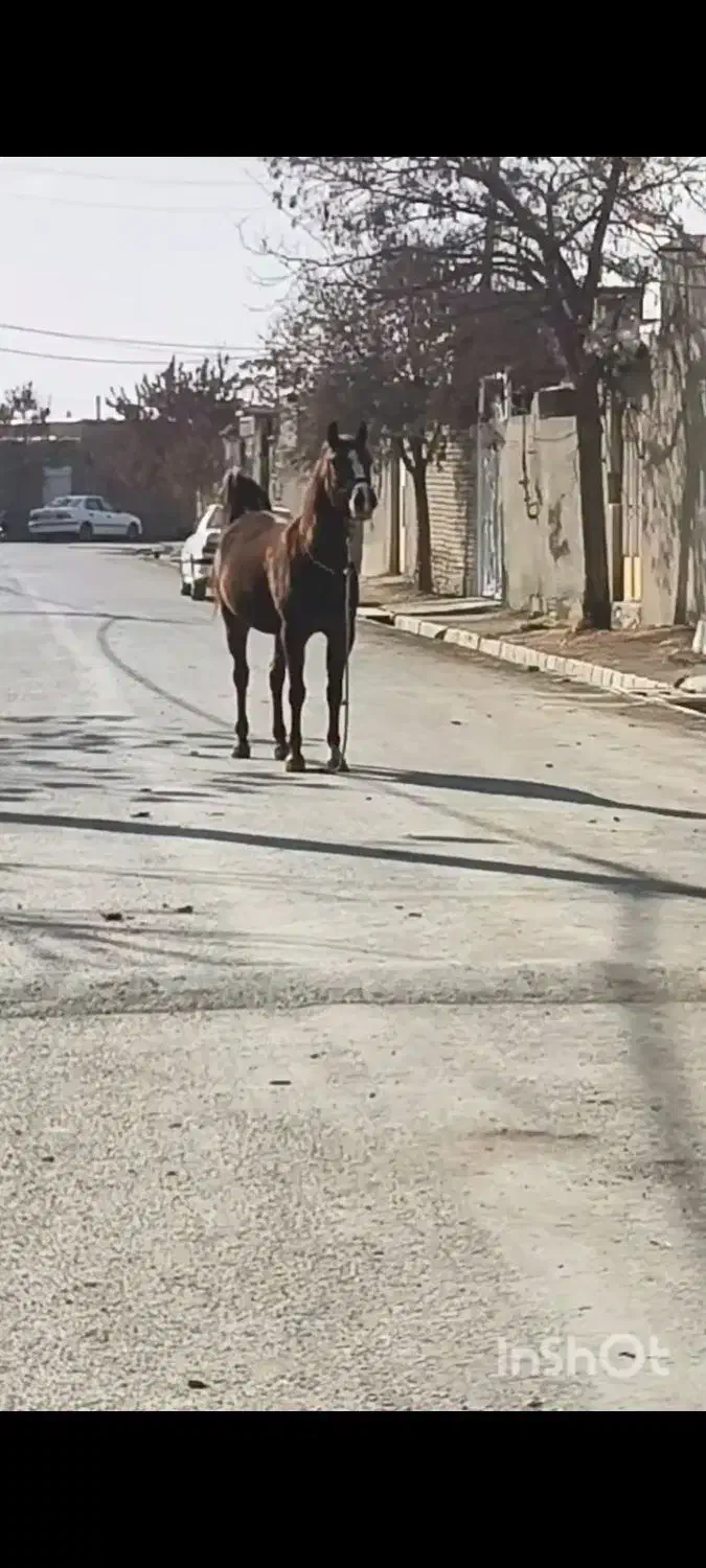 مادیان|اسب و تجهیزات اسب‌سواری|کبودرآهنگ, |دیوار