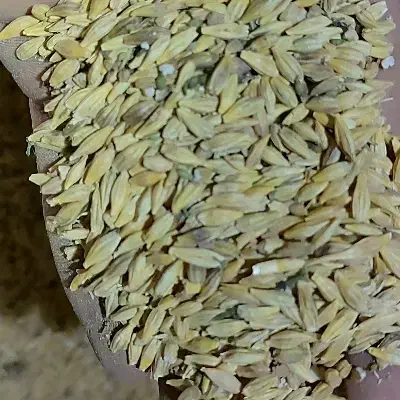 فروش جو محلی|حیوانات مزرعه|امیدیه, |دیوار