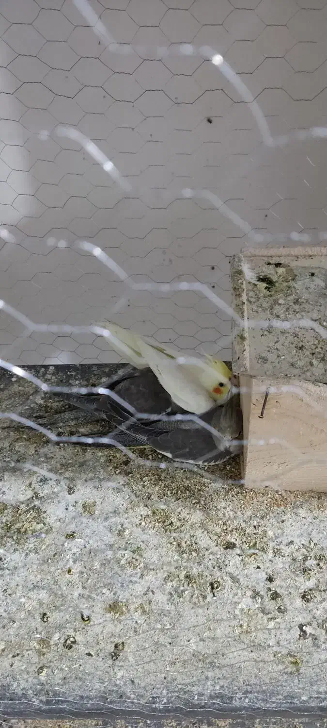 عروس هلندی جوجه بالغ جفت|پرنده|وحیدیه, |دیوار