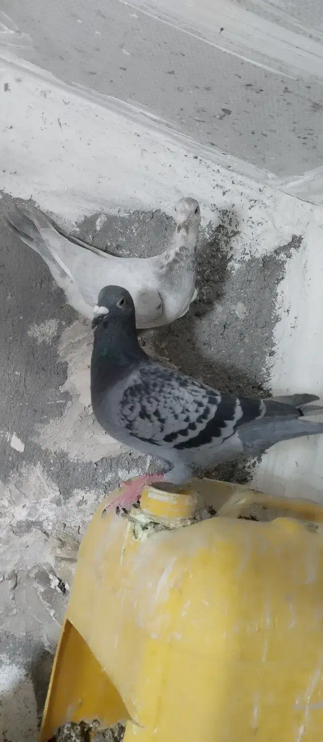 کفتر فروشی|پرنده|مشهد, صیدآباد|دیوار