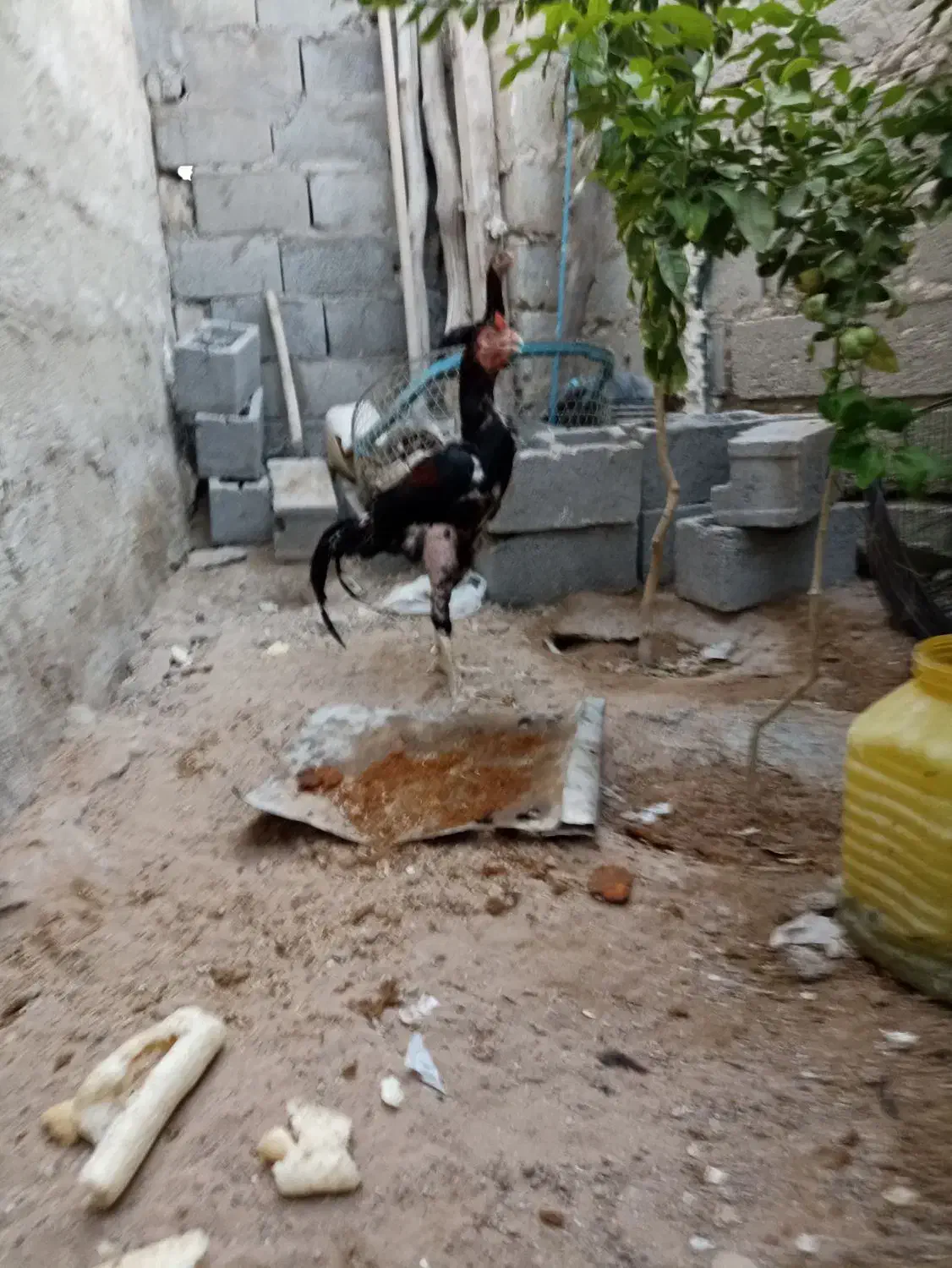 فروش خروس لاری|حیوانات مزرعه|میمند, |دیوار