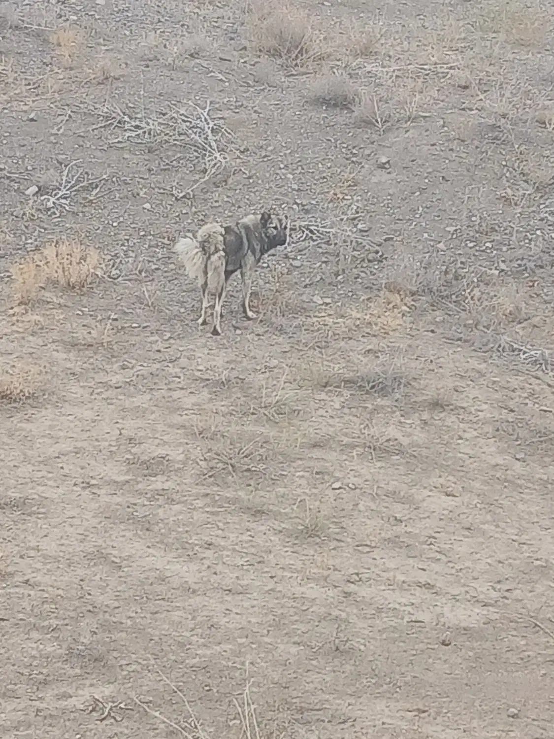 سگ گله ای|سگ|مرادلو, |دیوار