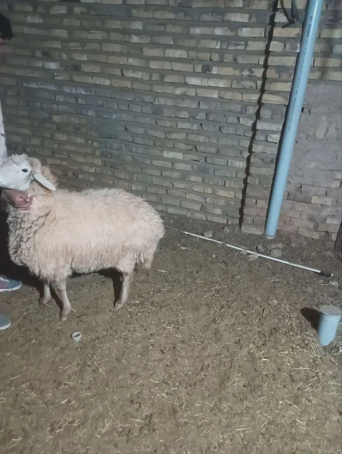 فروش یک میش چاق|حیوانات مزرعه|میان ولایت, |دیوار