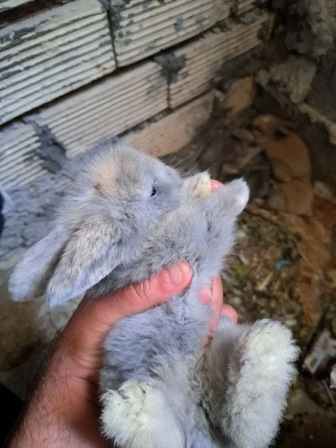 فروش توله خرگوش لپ دررنگ های مختلف دونه 190|موش و خرگوش|دوگنبدان, |دیوار