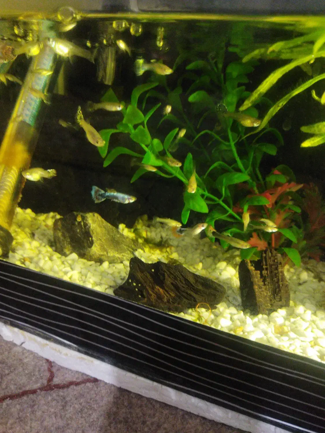 گوپی نژاد بیگر|ماهی|ورامین, ورامین|دیوار