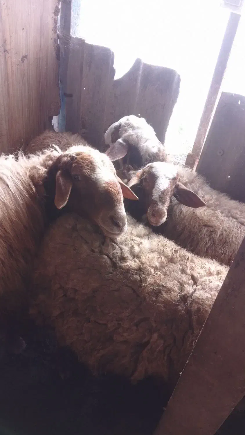 گوسفند نر افشاری|حیوانات مزرعه|زیباکنار, |دیوار