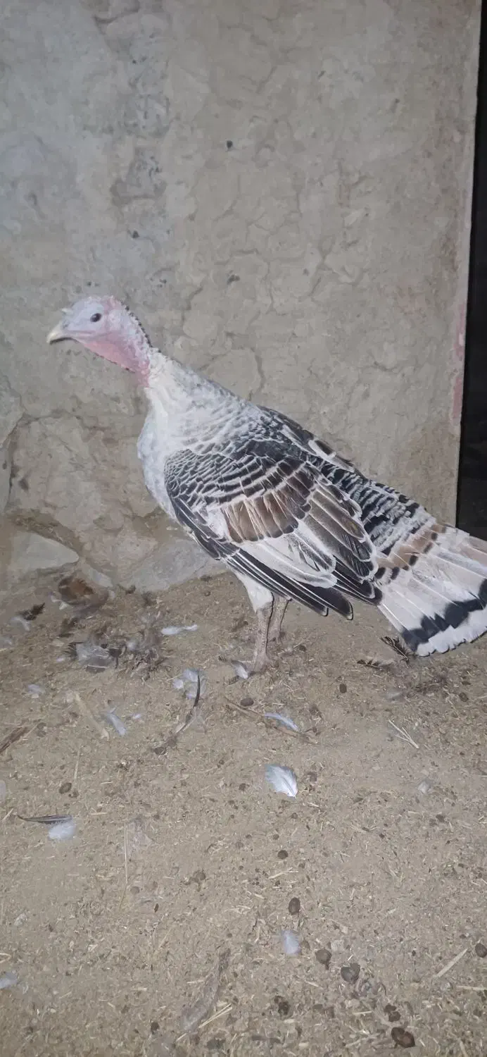 بوقلمون|حیوانات مزرعه|جغتای, |دیوار